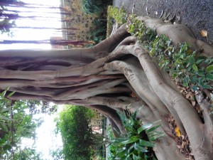 These roots are just incredible!           